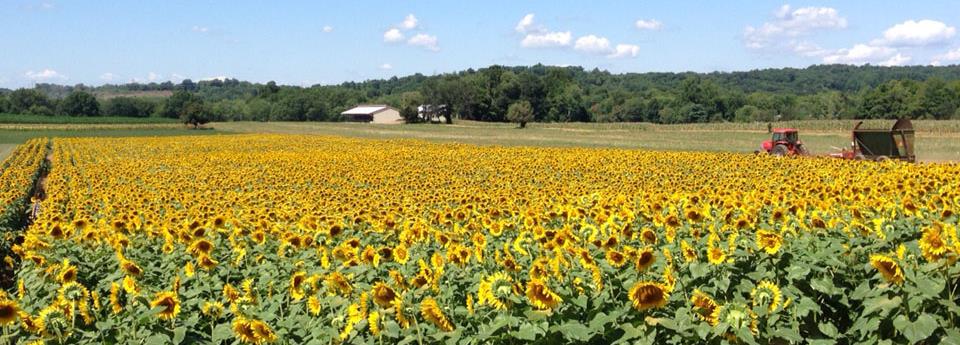 Sunflower Field